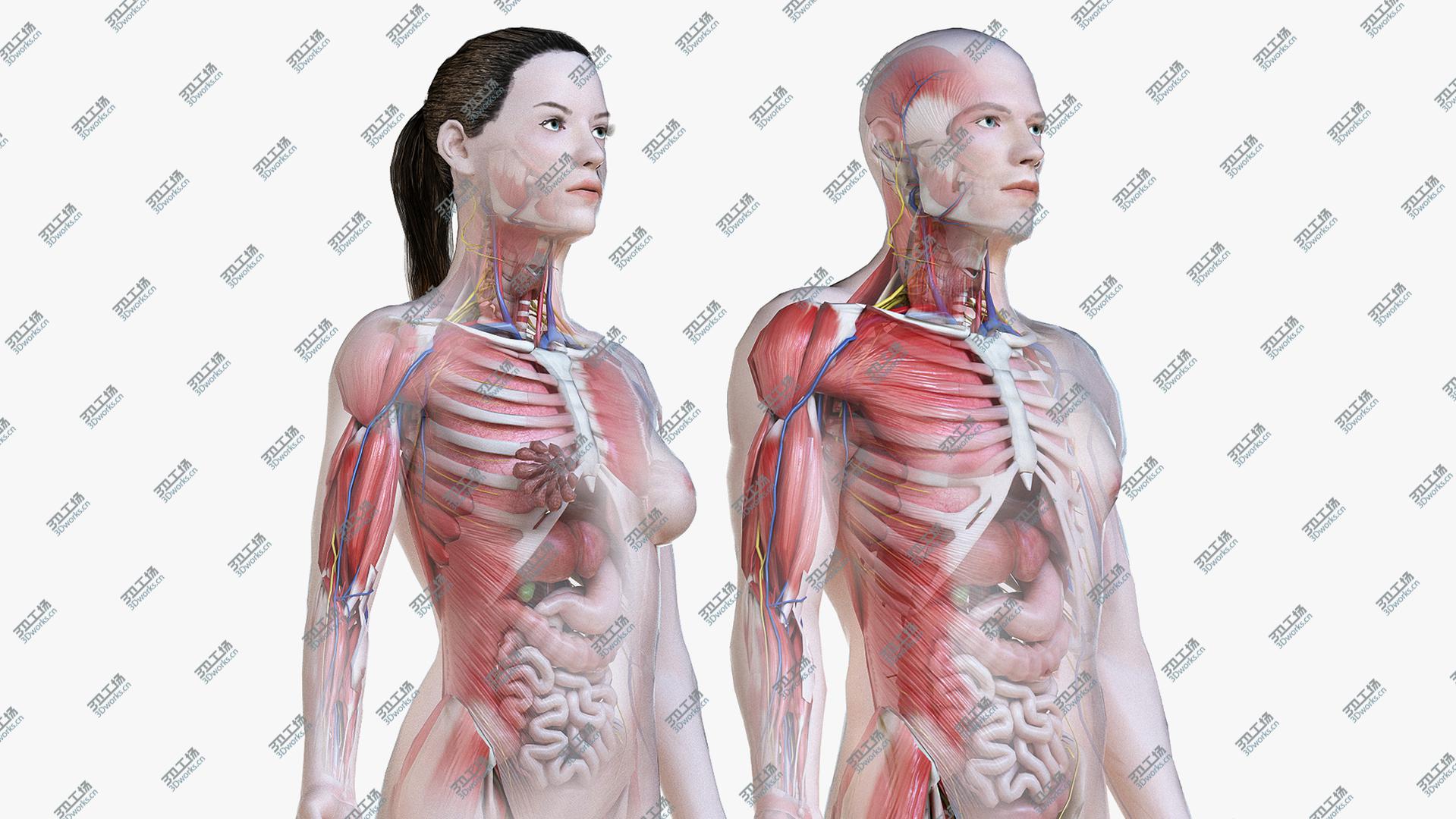 images/goods_img/20210113/3D Full Male And Female Anatomy Low Poly Set/2.jpg